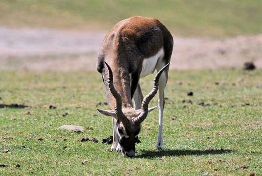 Image de Antilope Pallas 1766