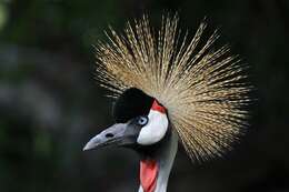 Image of East African Crowned Crane