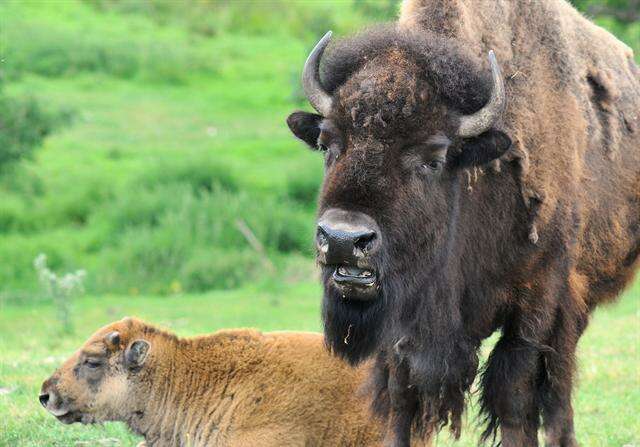 Image of Bison C. H. Smith 1827