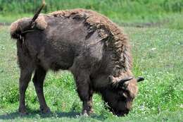 Image of Bison