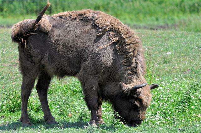 Image of Bison C. H. Smith 1827