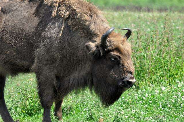 Image of Bison C. H. Smith 1827