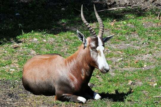 Image of Blesbok