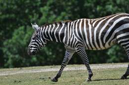 صورة Equus quagga borensis Lönnberg 1921