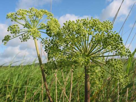 Image of Angelica archangelica subsp. litoralis (Fries) Thell.