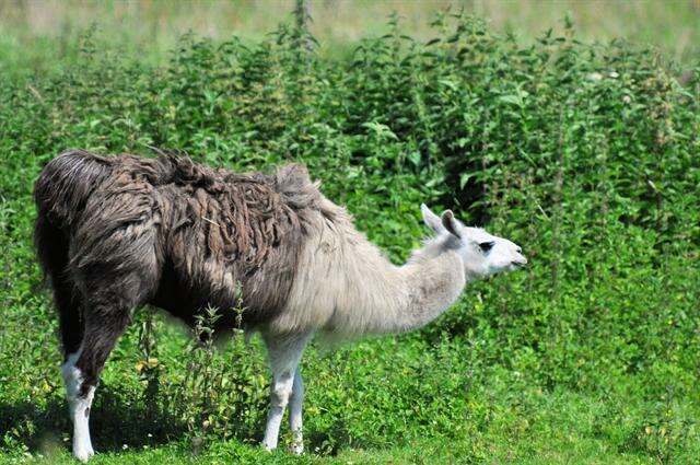 Image of Llamas and Guanacos