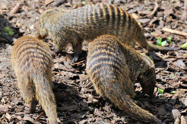 Image of Banded mongooses