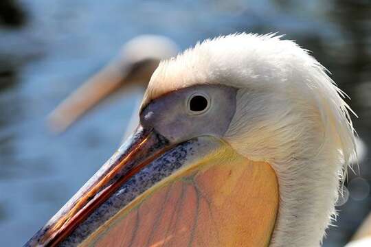 Image of pelicans