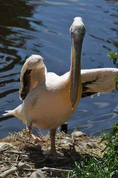 Image of pelicans