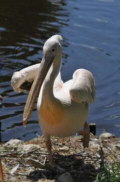 Image of pelicans