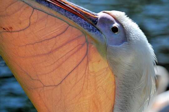 Image of pelicans