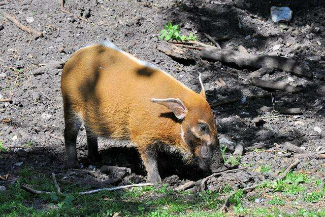 Image of Bush Pig and Red River Hog