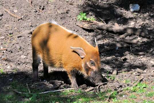 Image of Bush Pig and Red River Hog