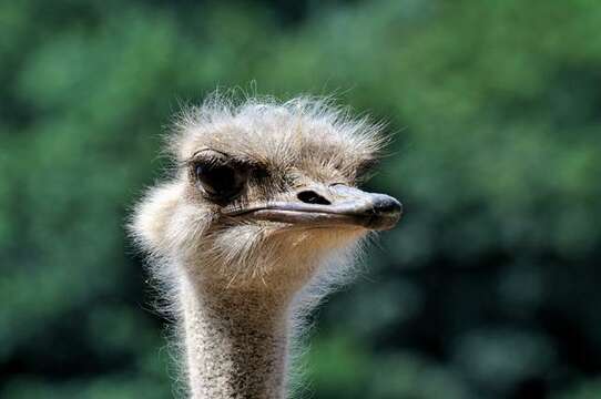 Image of ostriches