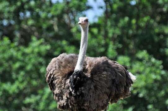 Image of ostriches