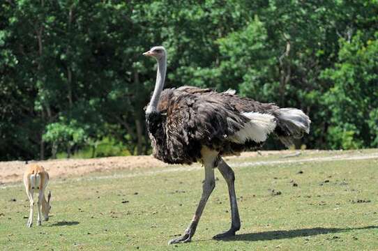 Image of ostriches