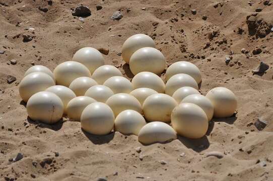 Image of ostriches