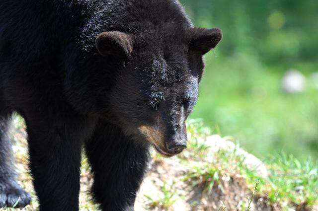 Image of Ursus Linnaeus 1758