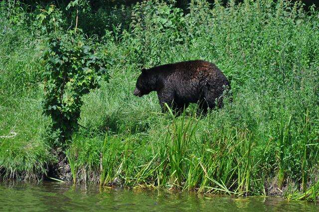 Image of Ursus Linnaeus 1758