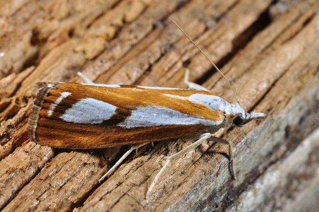 صورة Catoptria