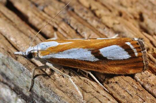 صورة Catoptria