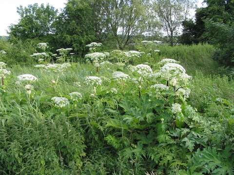 Image of cowparsnip