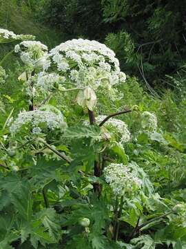 Imagem de Heracleum