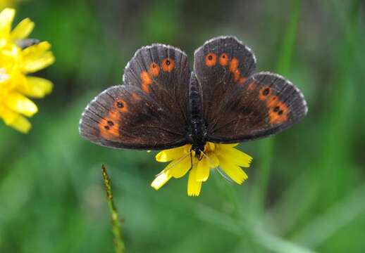 Image of Alpines