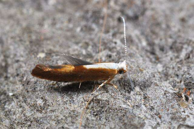 Image of shiny head-standing moths