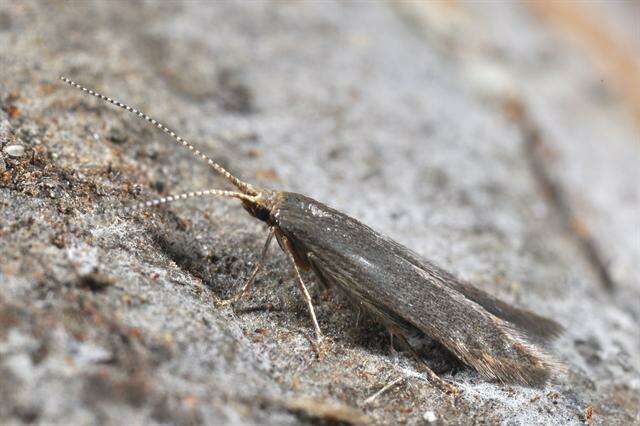 Image of <i>Coleophora spinella</i>