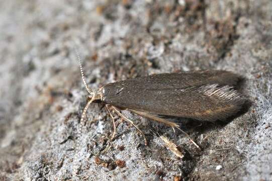 Image of <i>Coleophora spinella</i>