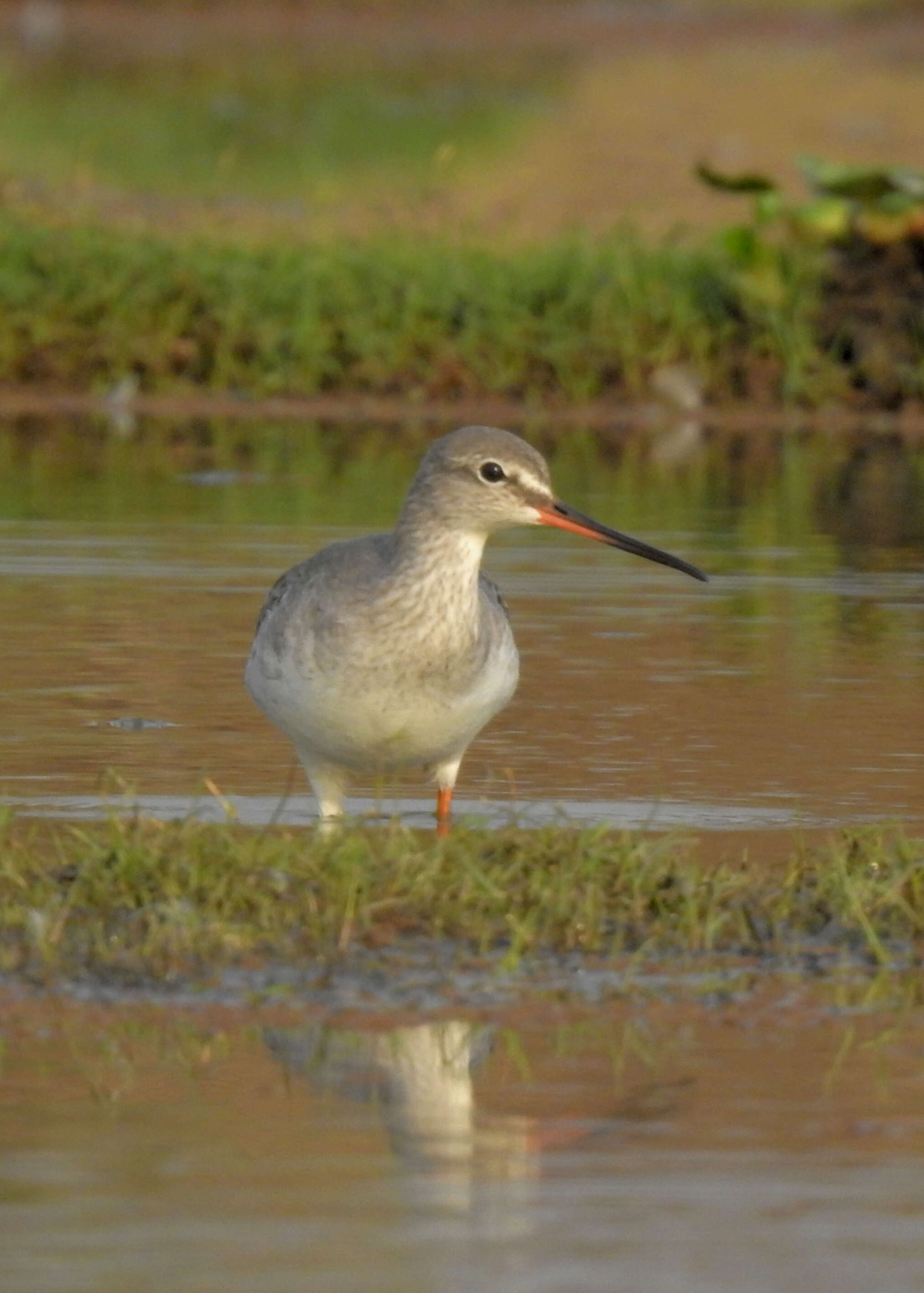 Image of Spotted Redshank