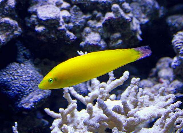 Image of Canary wrasse