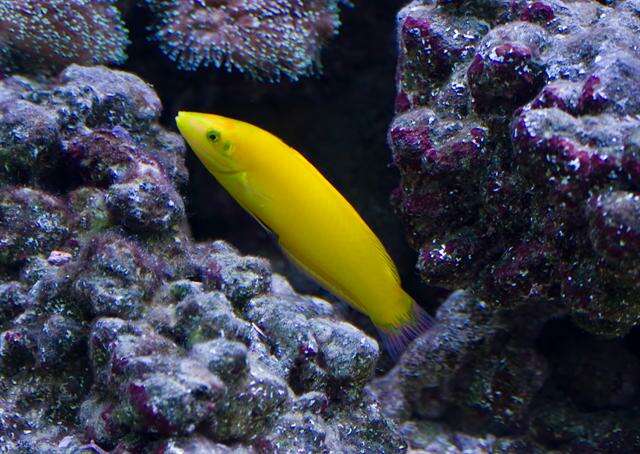 Image of Canary wrasse