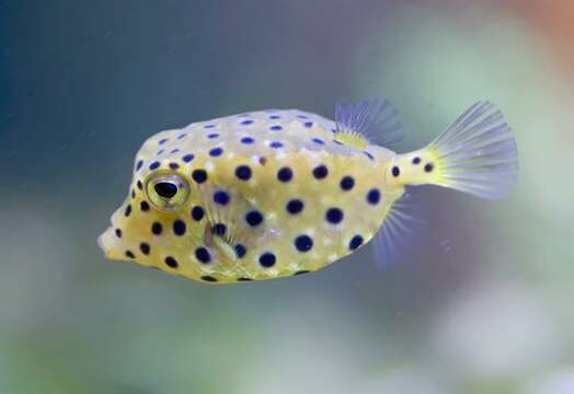 Image of boxfishes