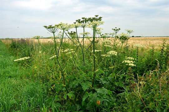 Heracleum sphondylium subsp. sibiricum (L.) Simonk. resmi