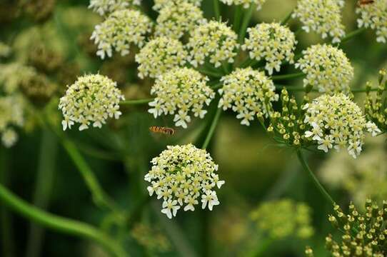 Слика од Heracleum sphondylium subsp. sibiricum (L.) Simonk.