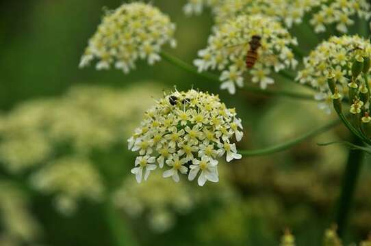 Слика од Heracleum sphondylium subsp. sibiricum (L.) Simonk.