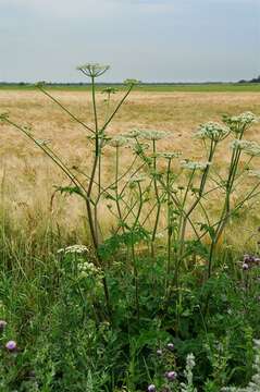 Слика од Heracleum sphondylium subsp. sibiricum (L.) Simonk.