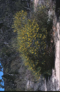 Image of Acacia granitica Maiden