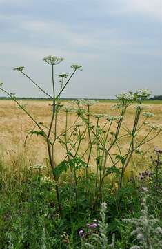 Слика од Heracleum sphondylium subsp. sibiricum (L.) Simonk.