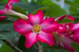 Image de Adenium