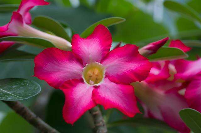 Image de Adenium