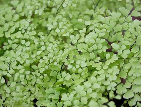 Image de Adiantum