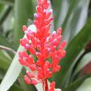 Imagem de Aechmea fulgens Brongn.