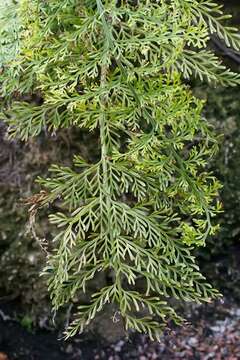 Image of Asplenium daucifolium Lam.