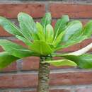 Image of cabbage on a stick