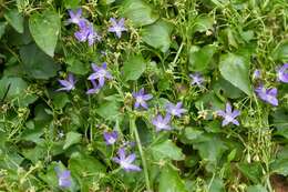 Image of Peach-leaf Bellflower