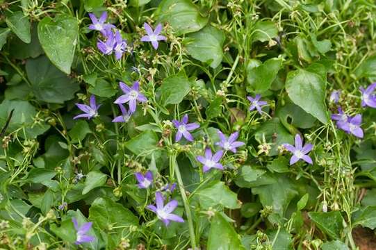 Image of Campanula portenschlagiana Schult.