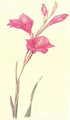 Imagem de Gladiolus caryophyllaceus (Burm. fil.) Poir.